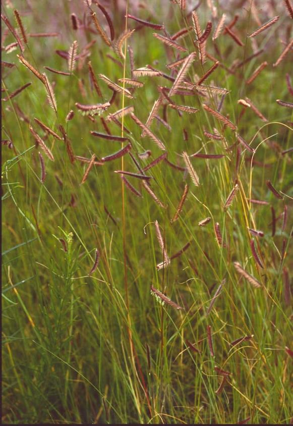 田野里的蓝色格拉玛草